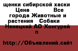 щенки сибирской хаски  › Цена ­ 10 000 - Все города Животные и растения » Собаки   . Ненецкий АО,Хонгурей п.